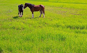 Horses in green yellow spring meadow in Valencia Spain