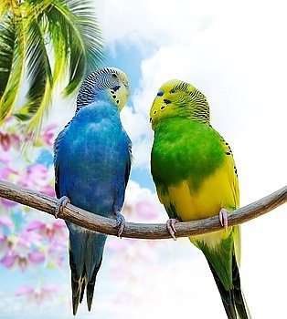 Two Budgerigars Perching On A Branch