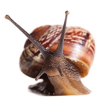 snail cut out from white background