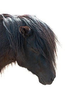 pony closeup