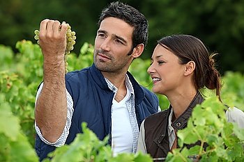 Farmer and wife inspecting grapes