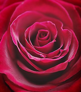 Red rose closeup photo.