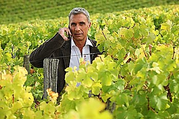 Man on a phone in a vineyard