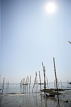 Wooden poles in the sea