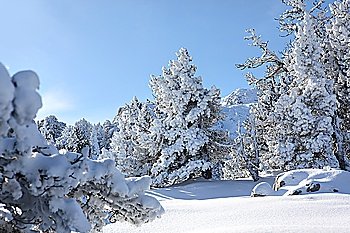 Snow covered trees on a mountain