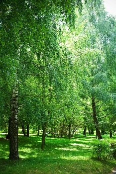 green birch park
