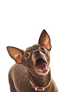 Barking toy terrier isolated on white background
