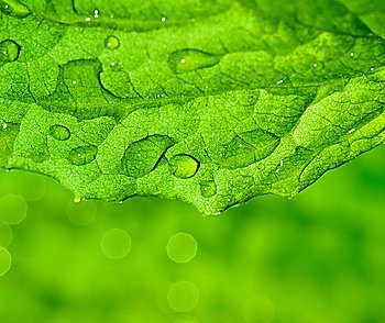 Green leaf texture with water drops on it