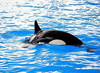 Picture of a killer whale in the water