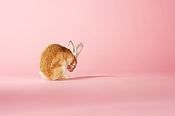 Rabbit grooming on pink background