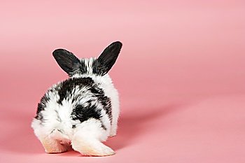 Pet rabbit on pink background back view