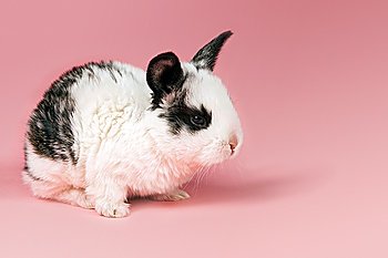 Pet rabbit on pink background