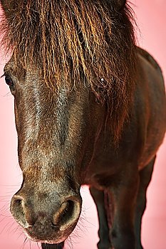 Brown horse against pink background close-up of head