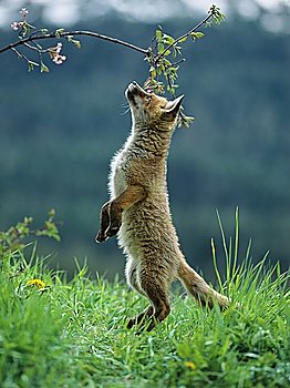 Curious Fox Cub