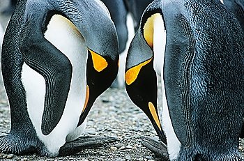 Pair of Penguins head to head