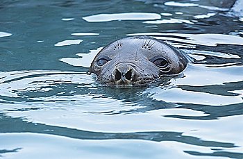 Seals head in water