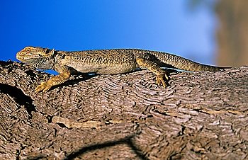 Water dragon on branch