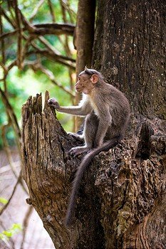 Wild monkey sitting on a tree (Macacus mulatta)