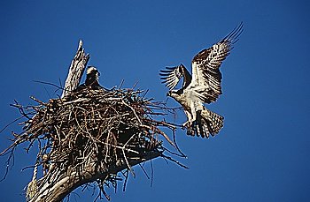 Adult Osprey (Pandion haliaetus) returning to nest with nestling