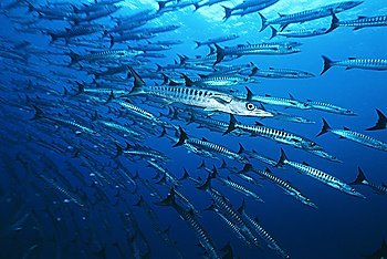 Large school of Barracuda fish
