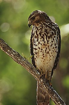 Merlin (Falco columbarius) perching on branch