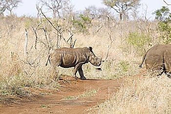 Walking rhinos