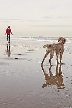 Mixed breed Golden Retriever-Poodle cross with owner on beach in Herne Bay Kent