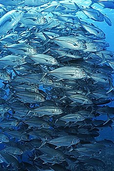 Large school of bigeyed trevally fish