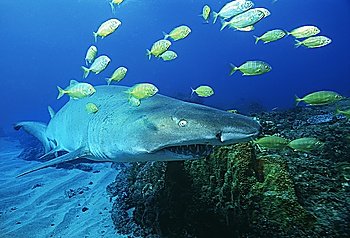 Sodwana Bay, Indian Ocean, South Africa, Sand tiger shark (carcharias taurus) and golden trevally (gnathanodon speciosus)