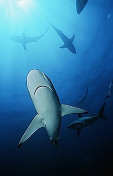 Blacktip sharks (carcharhinus limbatus), underwater view