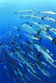School of blackfin barracuda fish