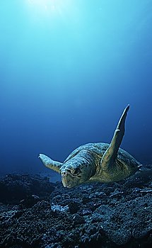 Loggerhead turtle (caretta caretta), drifting