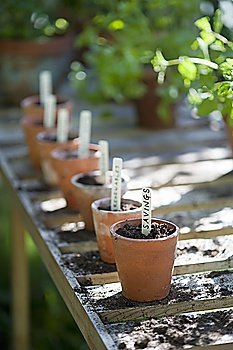 Terracotta flowerpots with labels on workbench in potting shed