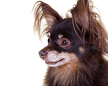 Close-up portrait of old pedigree dog long-haired toy terrier on isolated white background