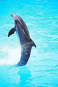 Dolphin dancing during dolphins show