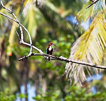 Kingfisher bird on Sri Lanka