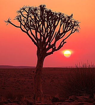 African tree
