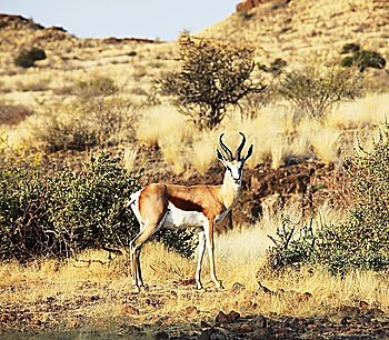 Antelope Sprinbok