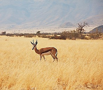antelope in bush