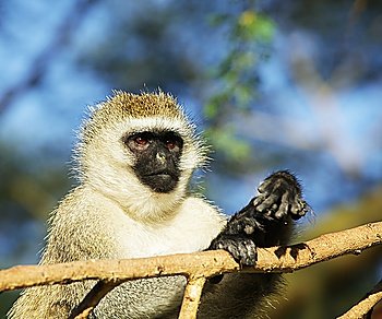 Monkey gelada in Ethiopia