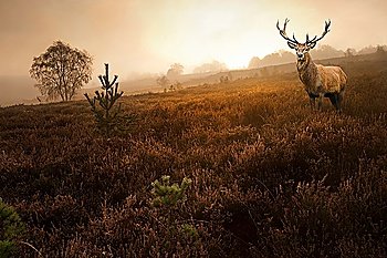 Forest landscape of foggy misty forest in Autumn Fall with red deer stag