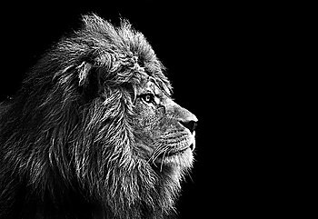 Eye catching portrait of male lion on black background in monochrome