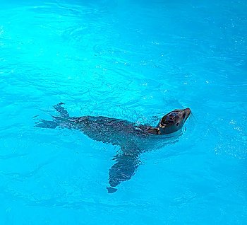 Seal swimming in blue saltwater in sunny day