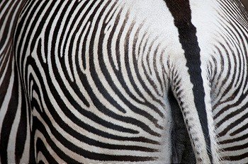 Close-up of a zebras bottom