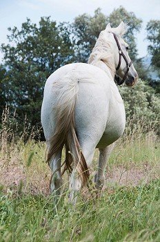 A Horse free in a field