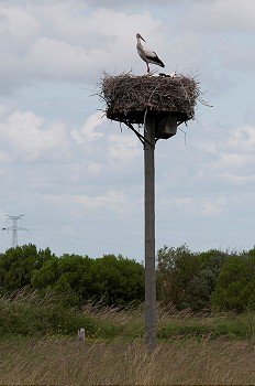 A White Stork nesting on a man macde nest
