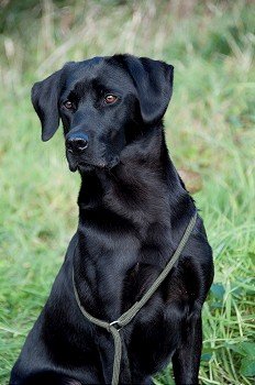 A black retriever sitting waiting for its owner