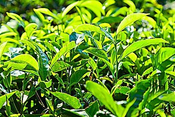 Tea leaves on plantation, India