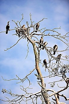 Cormorants roosting on a branch of a dead tree on background  evening sky