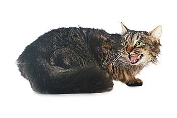 gray striped cat lies  isolated